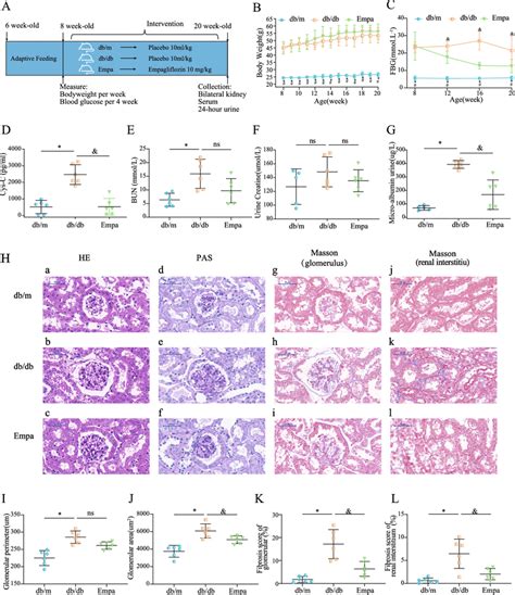 Effect Of Empagliflozin On The Biochemical Assay And Renal Pathology Of