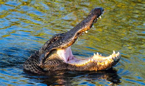 Florida State Reptile Alligator