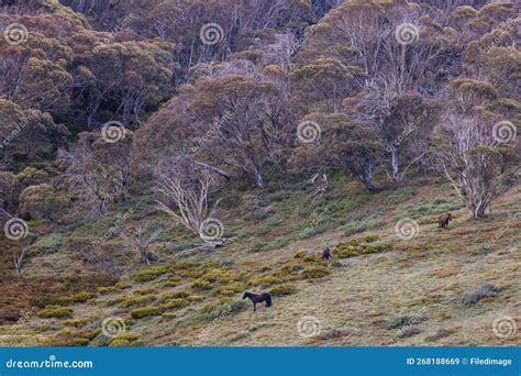 Snowy Mountains Brumbies View Near Thredbo in Australia Stock Image ...