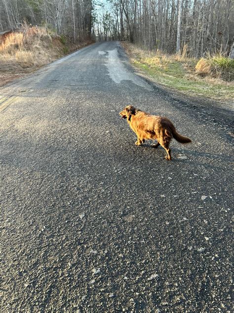 animal control paulding county ga 4