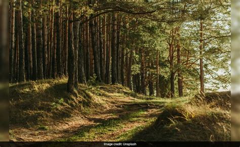 385-Million-Year-Old Forest, World's Oldest, Discovered In US