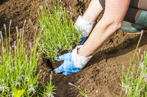 Lavendel überwintern So gelingt es im Beet Topf