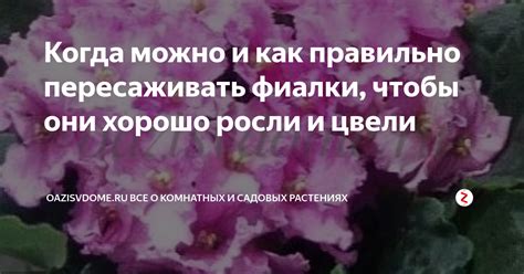 Когда можно и как правильно пересаживать фиалки, чтобы они хорошо росли ...