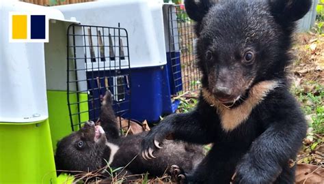 Over a dozen moon bear cubs rescued by wildlife conservation charity in ...