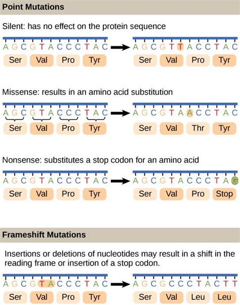 Genetic Mutation Types