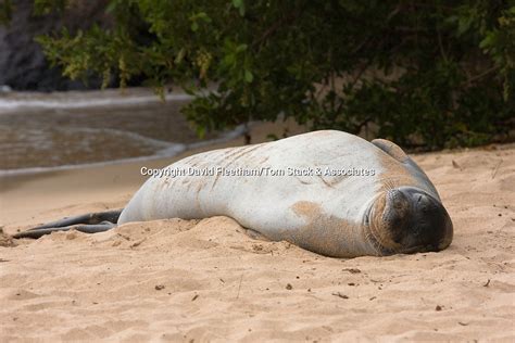 Hawaiian Monk Seal Monachus Schauinslandi Hawaii Tom Stack