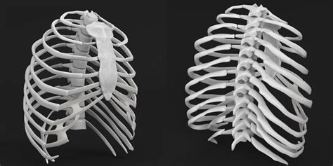 Human Rib Cage 3d Model Turbosquid 1176687