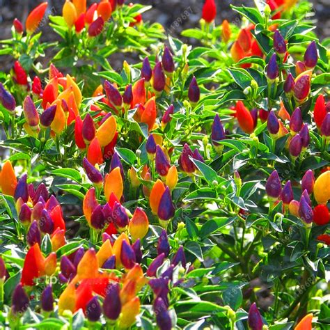 100pcs Hot Chili Pepper Seeds Multi Color Pepper Seeds Edible Ornamental Bonsai Vegetable Seeds