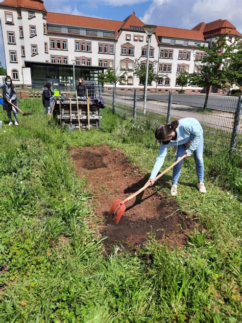 Neugestaltung Des Schulgartengel Ndes Schulzentrum Hessen Homburg