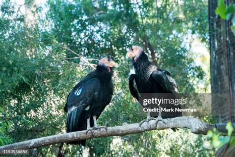 328 California Condor Conservation Stock Photos, High-Res Pictures, and ...