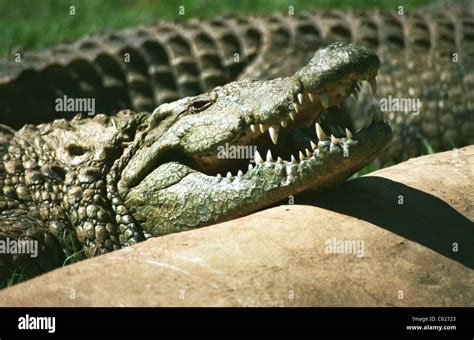 South african safari, durban Stock Photo - Alamy