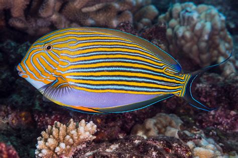 Striped Surgeonfish Acanthurus Lineatus En Striped Sur Flickr