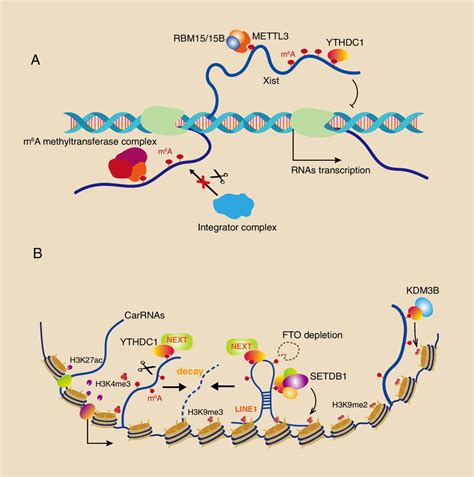 m⁶A on caRNAs regulates transcription and gene expression A The m⁶A