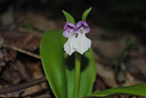 West Virginia Native Wildflowers The Big Year 2013 First Orchids