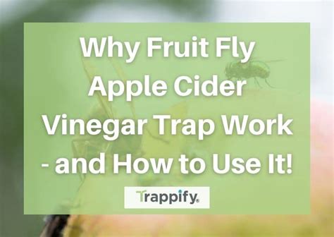 Why Fruit Fly Apple Cider Vinegar Trap Work - and How to Use It!