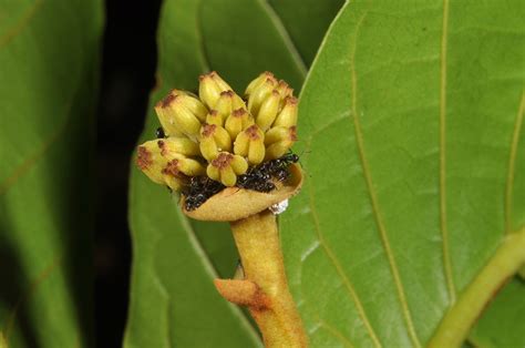 Uvaria Valderramensis Annonaceae Image At Phytoimages Siu Edu