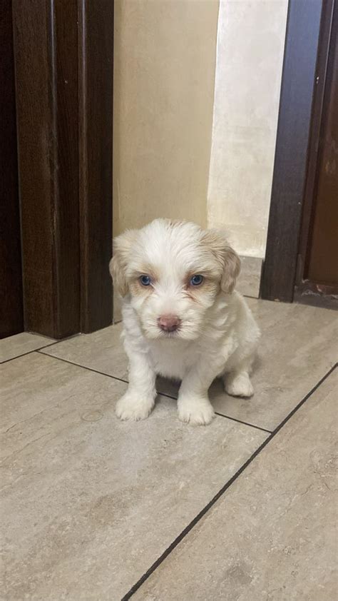 Bichon Maltez Mini Toy Bucuresti Sectorul Olx Ro