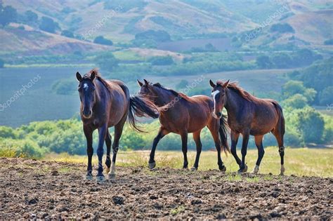 American wild mustang horses — Stock Photo © alancrosthwaite #14073869