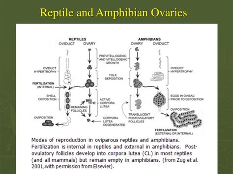 Ppt Reproduction And Hormones Powerpoint Presentation Free Download