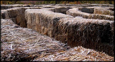 Crumpkins Pumpkins Hay Maze Nexus 2 Curtis Amusements Clickons