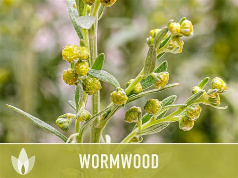 Wormwood Organic Medicinal Herb Seeds Artemisia Absinthium - Etsy