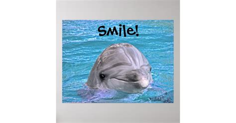 Smiling Dolphin - Smile! Poster | Zazzle.com