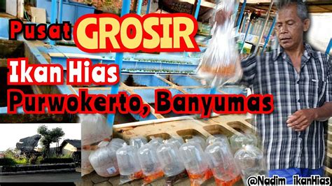 Pusatnya GROSIR Ikan Hias Di Purwokerto Banyumas YouTube