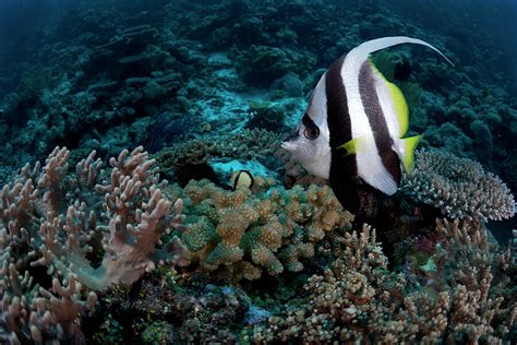 Longfin Bannerfish Patrolling Coral Reef, Ashmore Reef Photograph by ...