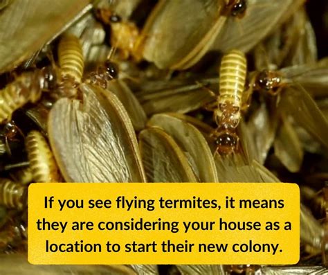 Termite Life Cycle Stages of flying termites, Subterranean, White Ants ...