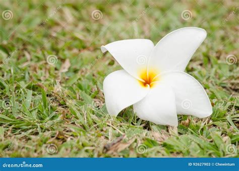 Purple Lotus Flower Float In The Bloom Stock Image Image Of Nature