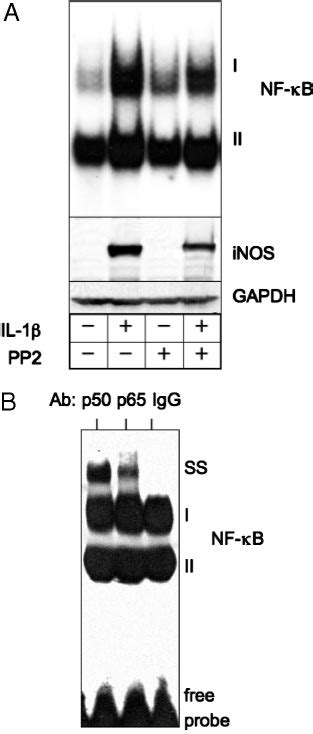 Pp Inhibits Il Induction Of Nf B Dna Binding Activity And