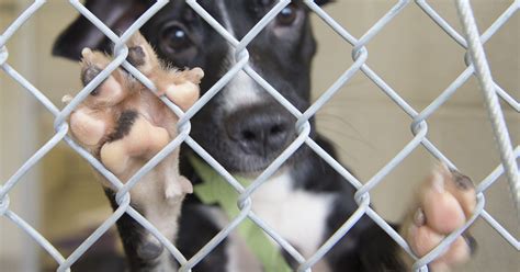 Dogs Rescued From Puerto Rico Now Ready For Adoption At Vero Beach