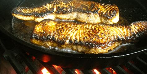 Grilled Blacktip Shark Loin Recipe Bryont Rugs And Livings