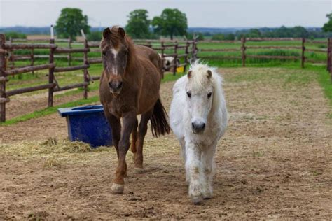 Klepperstall ein Tierheim für Pferde