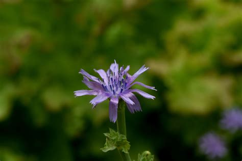 pollen, fragility, bright, close-up, behold, purple flowers, see ...