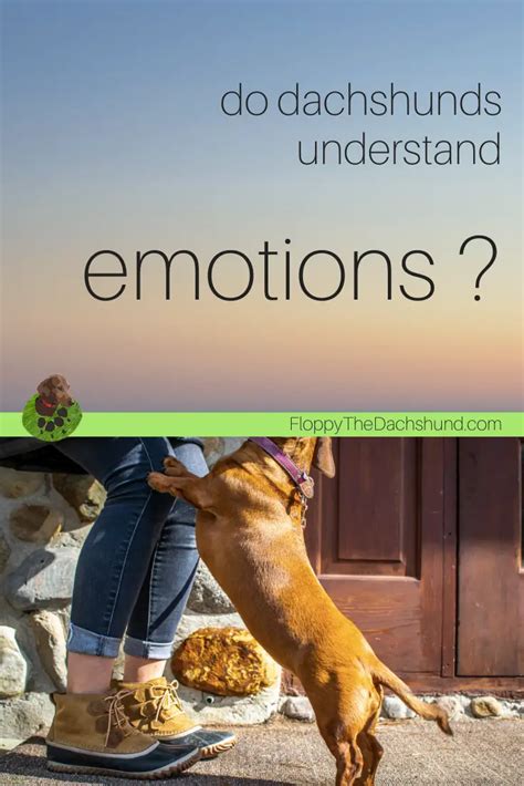 Do Dachshunds Understand Emotions Floppy The Dachshund