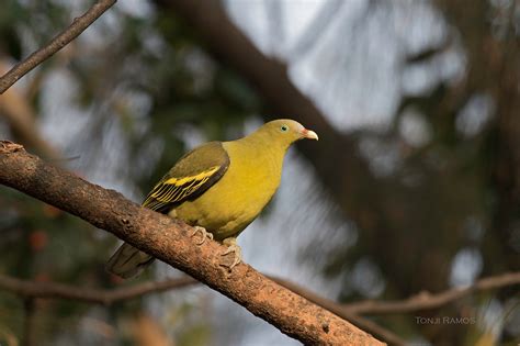 Philippine Green Pigeon Tonjiandsylviasbirdlist