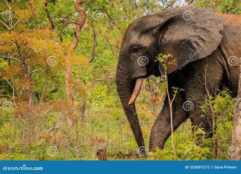 Beautiful Wild African Elephants in the Mole National Park, the Largest ...