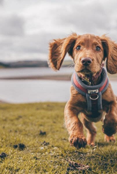 As Puedes Cuidar A Tu Mascota Y Ahorrar Hoy Dinero Cuida Tu Bolsillo