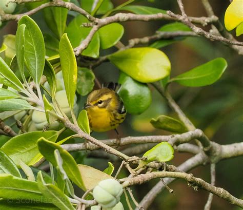 Blurred Glimpse Of The Famous Blackburnian Warbler Bryher Flickr