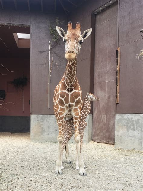 Oakland Zoo Giraffe Herd Welcomes New Baby - Kendi | Oakland Zoo