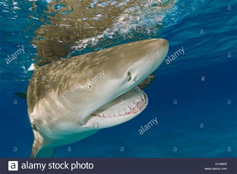 Lemon Shark Teeth Stock Photos & Lemon Shark Teeth Stock Images - Alamy