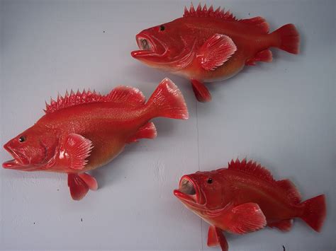 Yelloweye Rockfish | Big River Reproductions