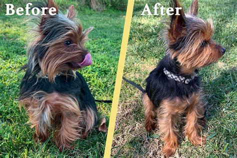 Yorkie Puppy Cut: Tips & DIY Instructions | The Dog Tale