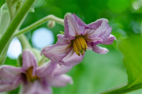 Eggplant Flower Plant - Free photo on Pixabay - Pixabay