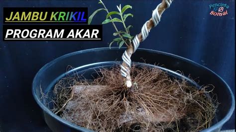 Program Akar Bonsai Jambu Krikil Youtube