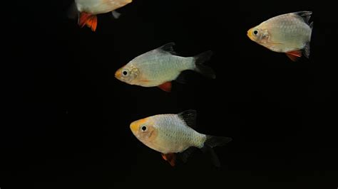 platinum green tiger barb puntius tetrazona  waterfront slc