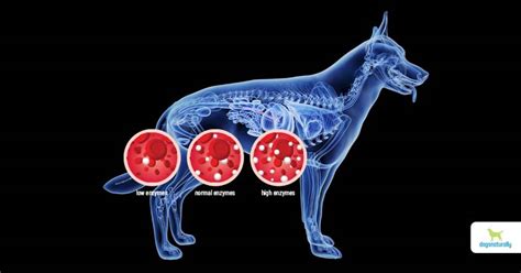 The Benefits Of Pancreas For Dogs - Dogs Naturally