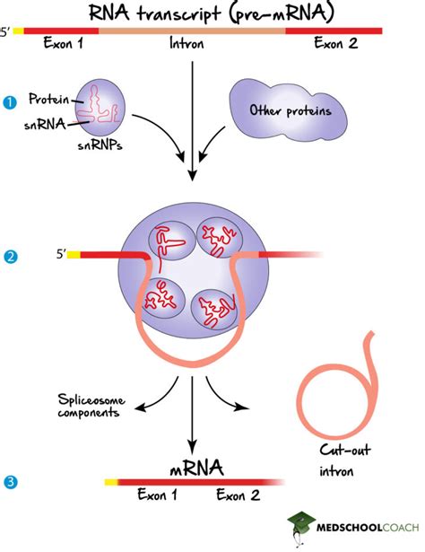 Eukaryotic Rna Processing Splicing Mcat Biology Medschoolcoach