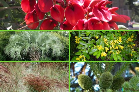 Flora Y Fauna De Uruguay Características Y Especies